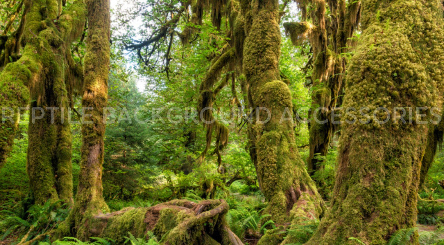 Mossy Forest