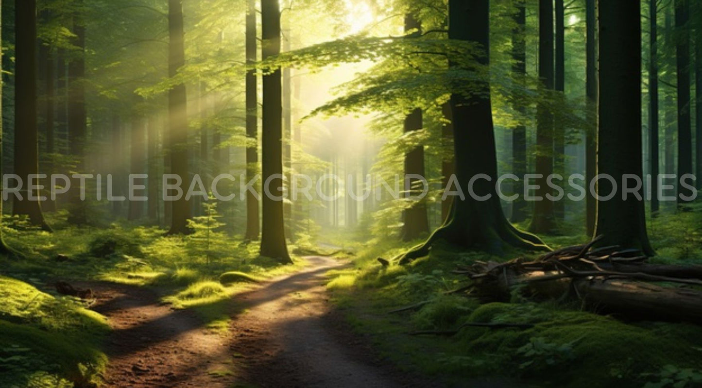 Light shadow in Forest