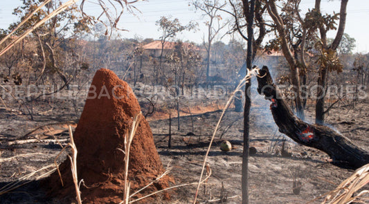 Burnt Bushland