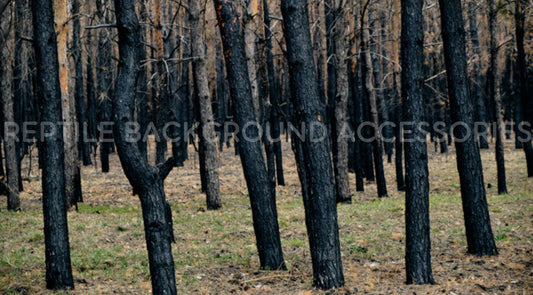 Burnt Trees