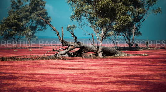 Outback Red Dirt